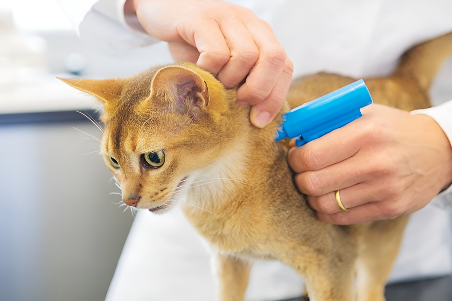 Pet Microchipping