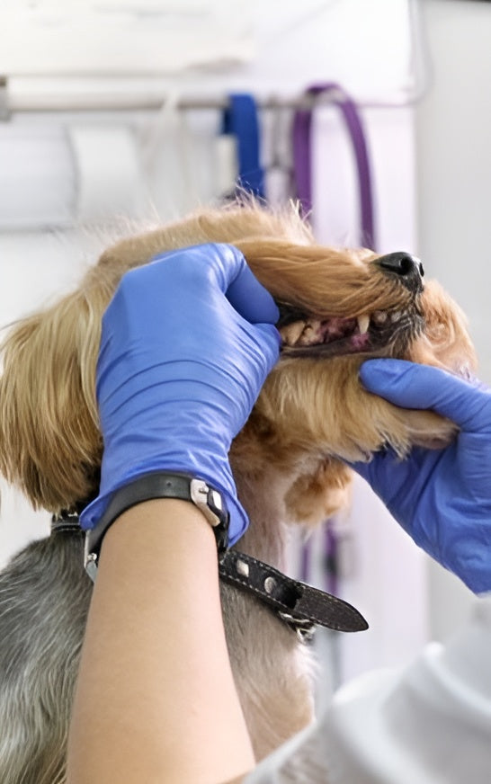 Pet Dental Scaling