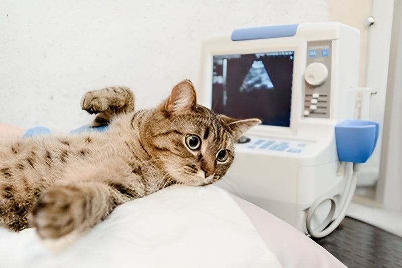 Pet Ultrasonography